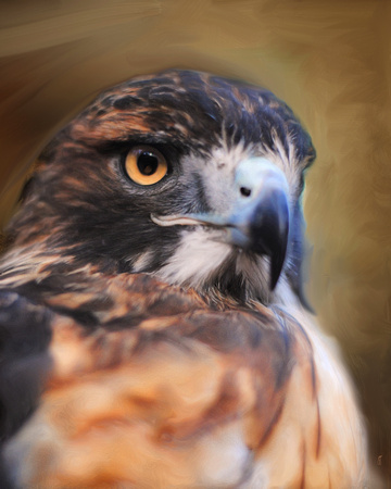 Red Tailed Hawk Portrait