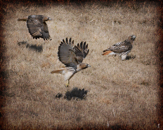 Trio - Wildlife - Hawks