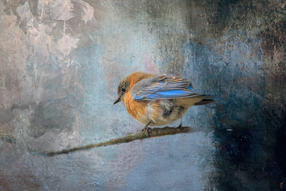 Bluebird in Winter - Birds