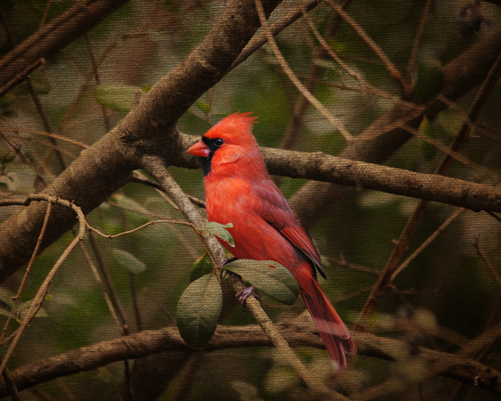 Song of the Redbird 1 - Cardinal