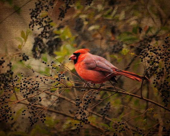 Song of the Redbird 2 - Cardinal