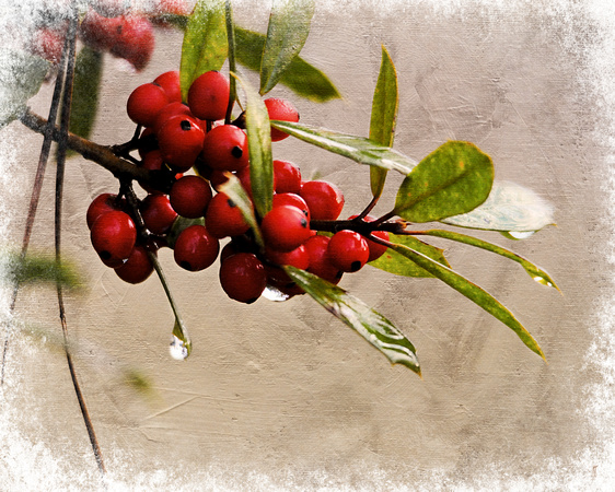 Winter Berries 1 - Plants