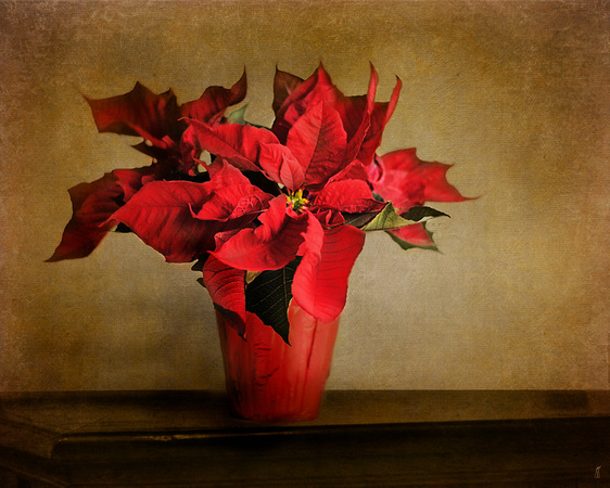 Red Poinsettia - Floral