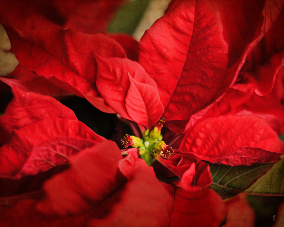 Red Poinsettia 2 - Floral