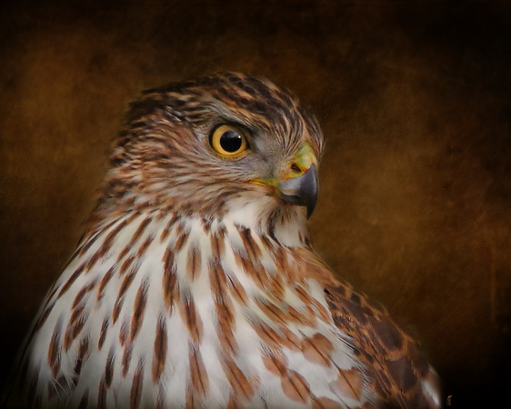 Cooper's Hawk Portrait 2 - Wildlife