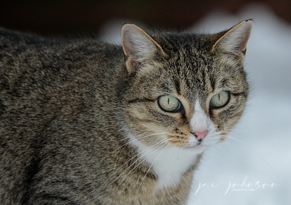 Tabby Cat In Winter 5921CR03072015