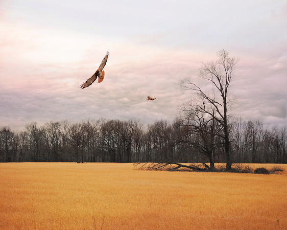 Over Fields of Gold - Hawks Flying Landscape