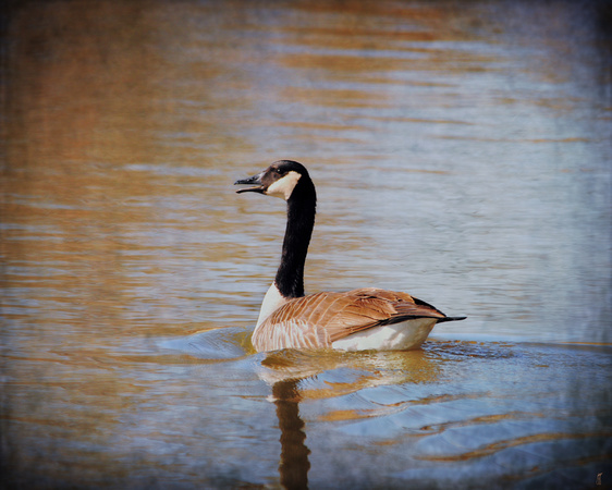 Goose on the Water