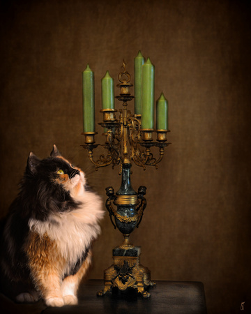 The Cat and the Candelabra