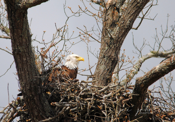 Bald Eagle In Nest - 2013 - Shiloh TN