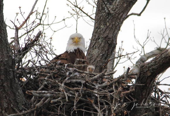 Bald Eagle In Nest - 2013 - Shiloh TN