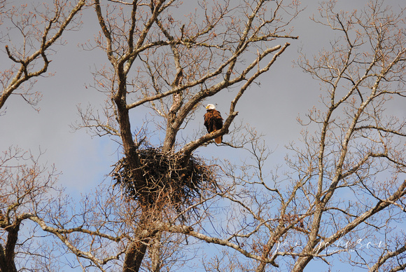 Eagle Nest - Shiloh TN - 2013
