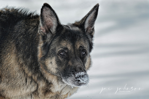 German Shepherd Dog In The Snow 602803072015