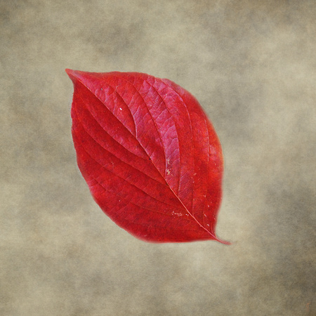 FALLEN - Red Leaf