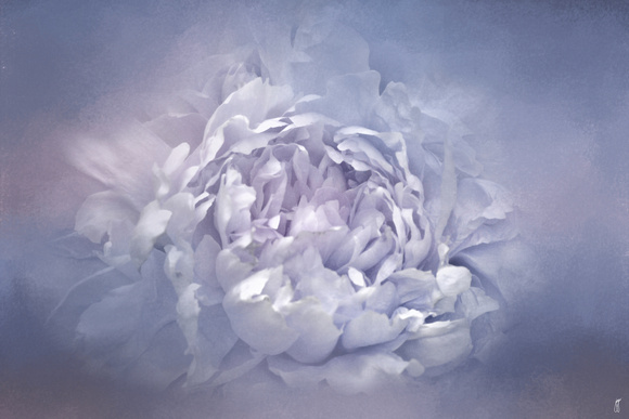 Blushing Lavender Peony - Floral