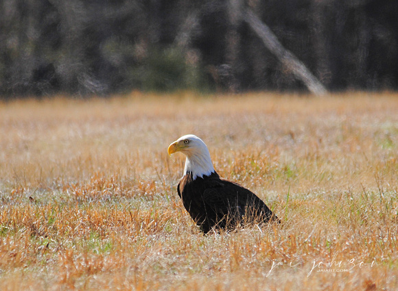 Bald Eagle Sitting In Field