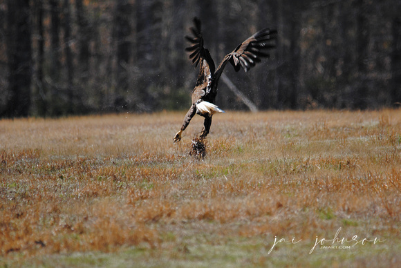 Bald Eagle Landing In Field