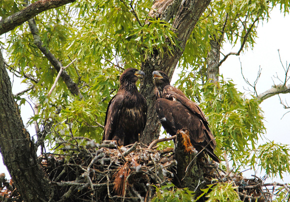 Baby Eagles at Shiloh
