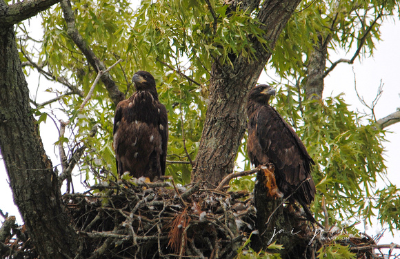 Baby Eagles at Shiloh