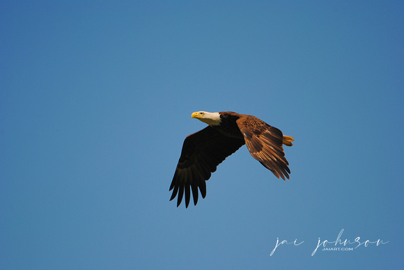 Flying Eagle at Shiloh