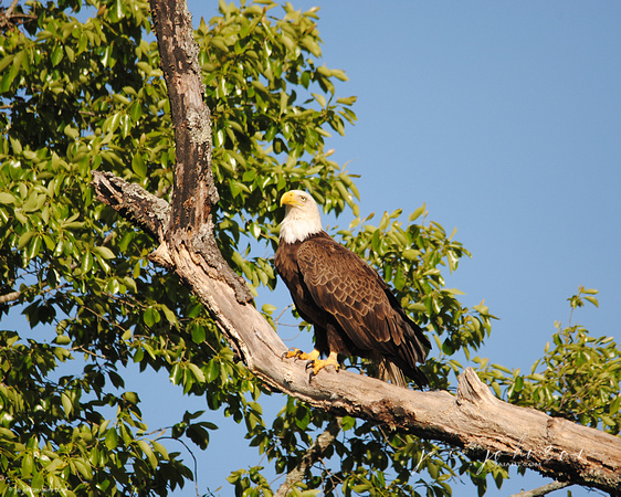Eagle on Roosting Branch