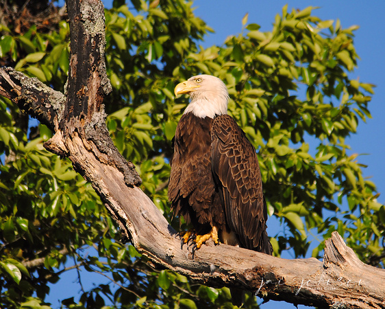 Eagle on Roosting Branch II