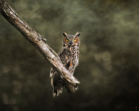 Great Horned Owl I - Wildlife