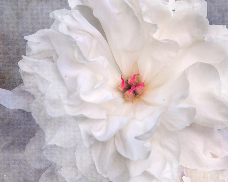 PURE White Peony Flower