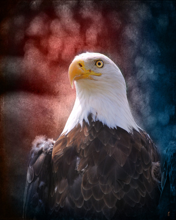 Patriotic Eagle Art