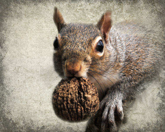 Squirrel With Nut - Wildlife