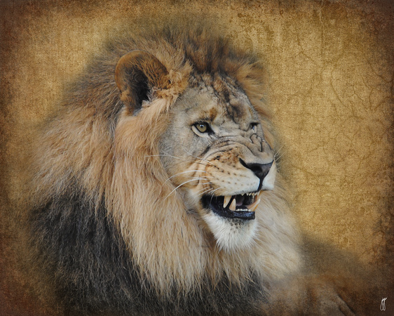 Snarling Male Lion - Wildlife