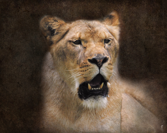 The Lioness - Wildlife