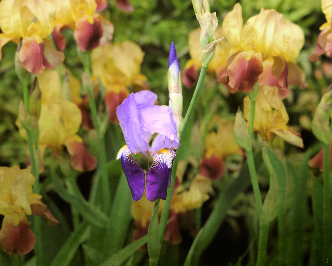 Dare to Be Different Purple Iris Flower