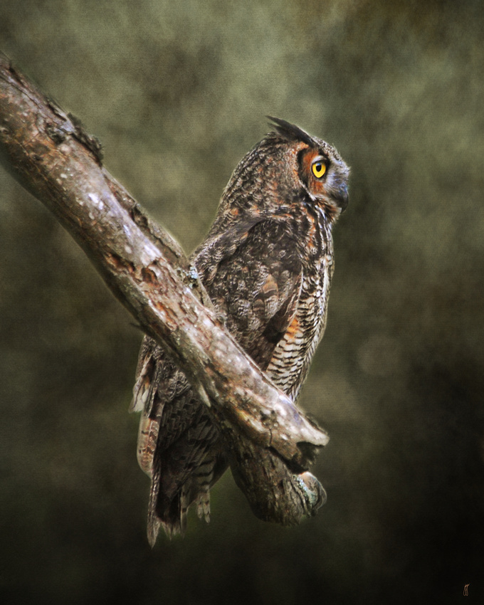 Great Horned Owl II