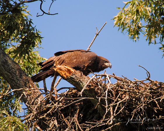 On the Nest