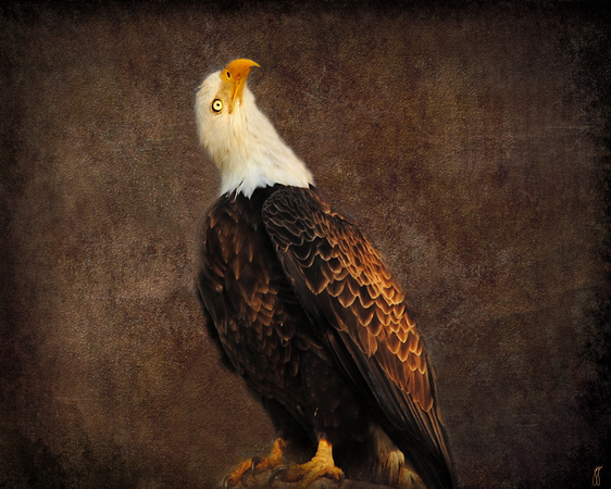 Bald Eagle - Wildlife