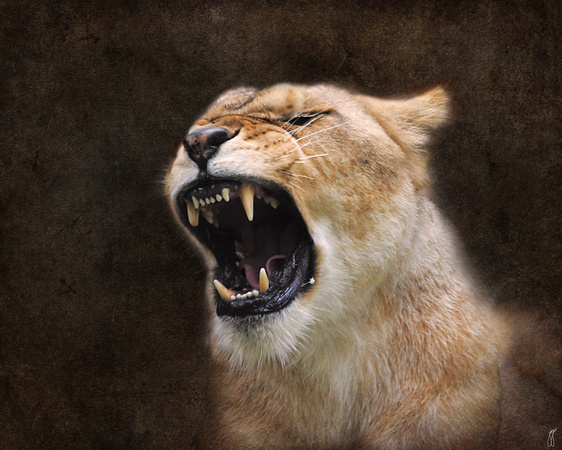 Angry Lioness - Wildlife
