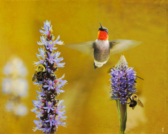 Breakfast With The Bees - Hummingbird