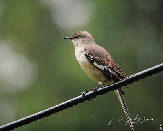 Morning Shower - Mockingbird