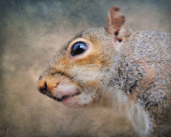 Gray Squirrel - Wildlife