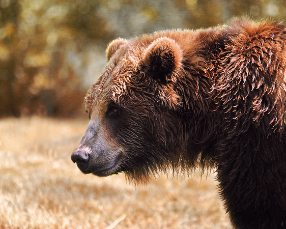 Grizzly Watch - Bear - Wildlife