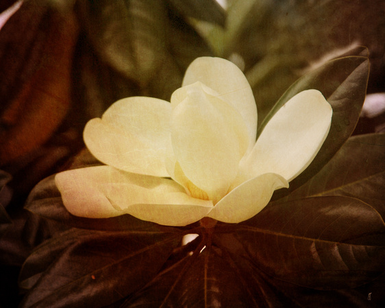 Magnolia III - Floral