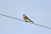 Kestrel Perched On Wire