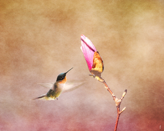 Temptation - Hummingbird