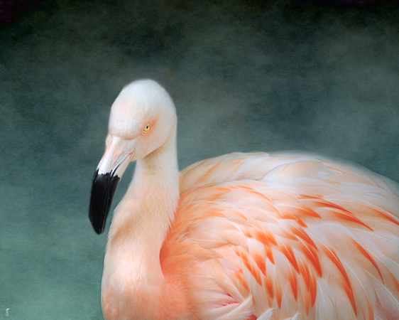 Pink Flamingo 3 - Wildlife