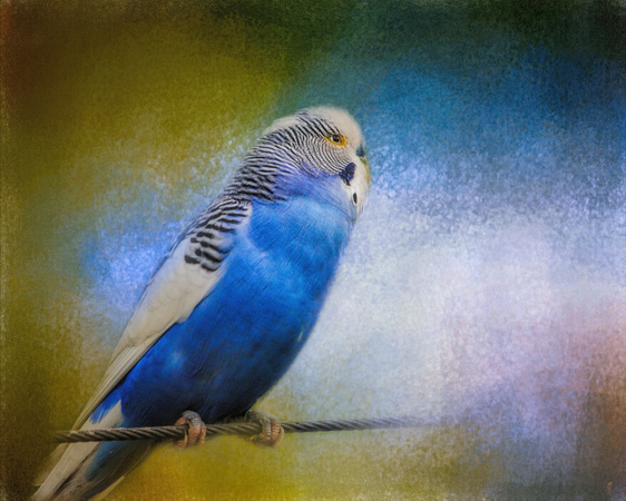 The Budgie Collection - Budgie 2 - Parakeet
