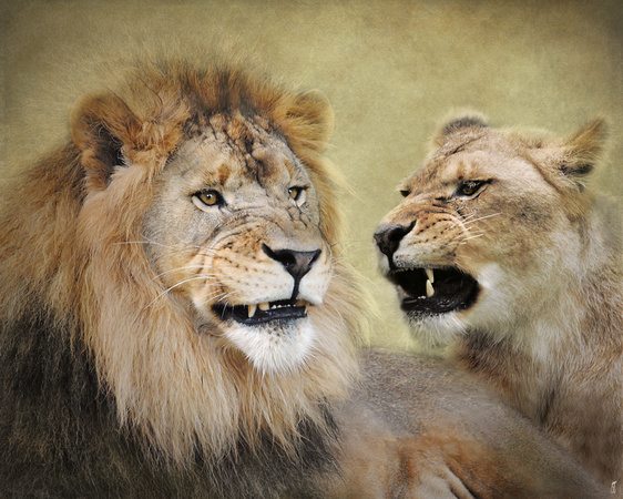 Difference of Opinion - Lions - Wildlife