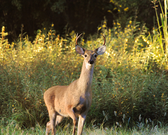 Buck at Sunrise - Deer - Wildlife