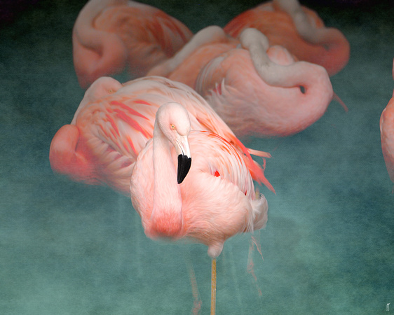 Pink Flamingo 1 - Wildlife