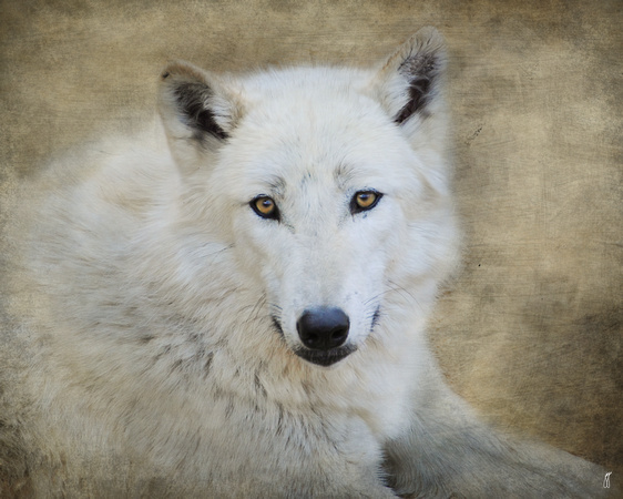 White Wolf - Wildlife
